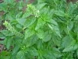 Buy Basil Leaf 16oz online for USD 26.29 at alldesineeds